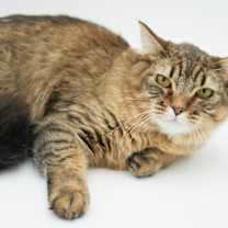 Thumbnail photo of Tigger #2