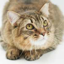 Thumbnail photo of Tigger #4