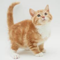 Thumbnail photo of Forrest #1