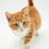 Thumbnail photo of Teddy #3