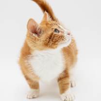 Thumbnail photo of Teddy #4