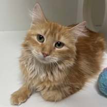 Thumbnail photo of Sparky #1