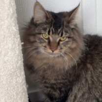 Thumbnail photo of Raisen #2