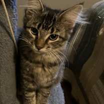 Thumbnail photo of Raisen #3