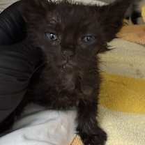 Thumbnail photo of Midna 1250-25 #3