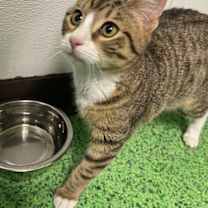 Thumbnail photo of Bobby (Bubbly) (Merritt Island #1