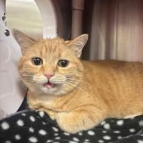 Thumbnail photo of Tiny #1