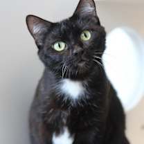 Thumbnail photo of Morgan -- Bonded Buddy With Conner #2