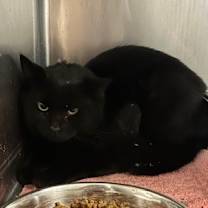 Thumbnail photo of Jalepeno #2