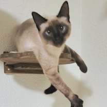 Thumbnail photo of Pizza #2