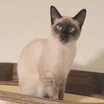 Thumbnail photo of Pizza #4