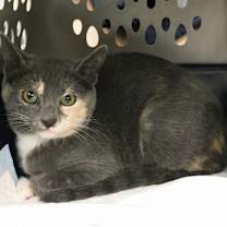 Thumbnail photo of Belen NB #2