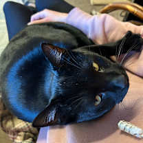 Thumbnail photo of Star - Super sweet boy!😻 #2