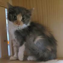 Thumbnail photo of Cashmere #2