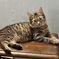 Thumbnail photo of Tilly #4