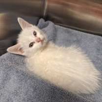 Thumbnail photo of Boop #1