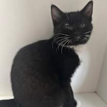 Thumbnail photo of Jackson #2