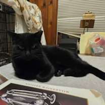 Thumbnail photo of Madalina #2