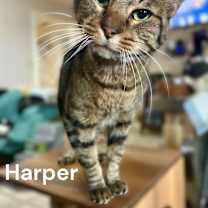 Thumbnail photo of Harper #1