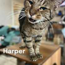 Thumbnail photo of Harper #2