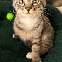 Thumbnail photo of Lucky Luke #1