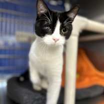 Thumbnail photo of Boogie #1