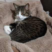 Thumbnail photo of Jazz Thieves #3