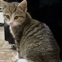 Thumbnail photo of Jade #4