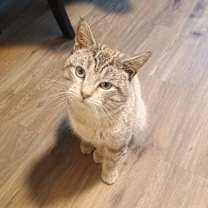 Thumbnail photo of Crook #4