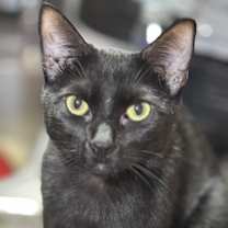 Thumbnail photo of PEYTON #2