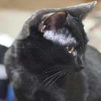 Thumbnail photo of PEYTON #4