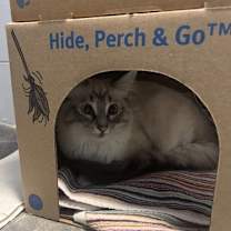 Thumbnail photo of Oreo #2