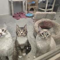 Thumbnail photo of Oreo #3