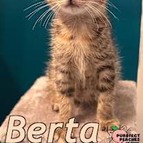 Thumbnail photo of Berta #4