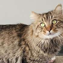 Thumbnail photo of Vader #1