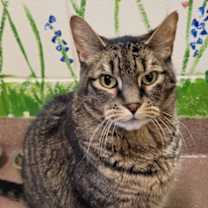 Thumbnail photo of Kuma- Bonded w/ Grey Kitty #1