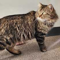 Thumbnail photo of Vader #2