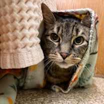 Thumbnail photo of Kuma- Bonded w/ Grey Kitty #2