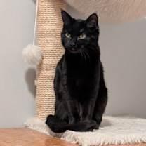 Thumbnail photo of Dexter #2