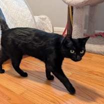 Thumbnail photo of Dexter #3