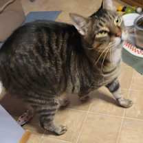 Thumbnail photo of Purrfect #2