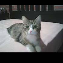 Thumbnail photo of Boston #2