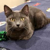 Thumbnail photo of Gracie #3