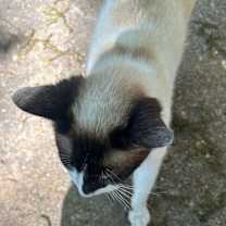 Thumbnail photo of MIMI #2