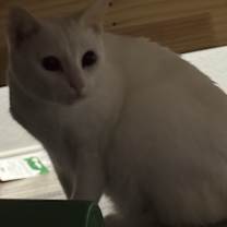 Thumbnail photo of Kori #1