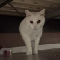 Thumbnail photo of Kori #3