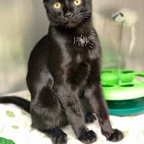 Thumbnail photo of Fuji #1