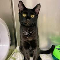 Thumbnail photo of Fuji #2