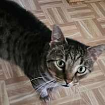 Thumbnail photo of TOM #3