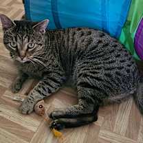 Thumbnail photo of TOM #4